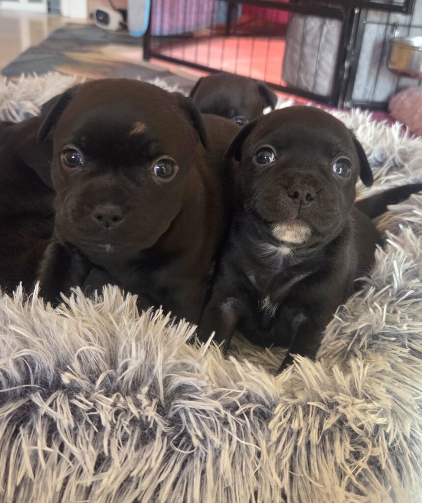 Staffordshire bull terrier cuccioli