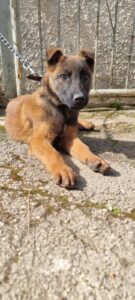 Cuccioli Pastore Belga Malinois consegna in tutta la Campania Napoli Salerno Caserta Avellino Benevento