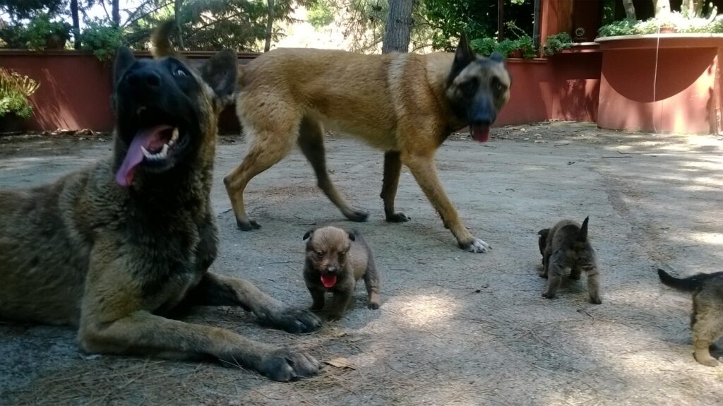 Cucciolata Pastore Belga Malinois Puglia Bari Taranto Lecce Foggia Brindisi