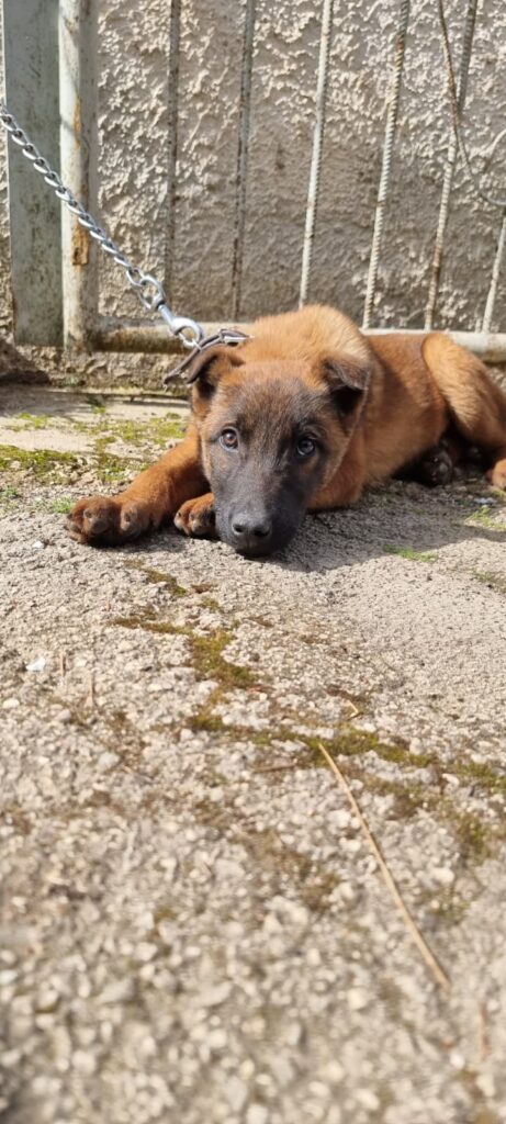 Cuccioli Pastore Belga Malinois consegna in tutta la Campania Napoli Salerno Caserta Avellino Benevento