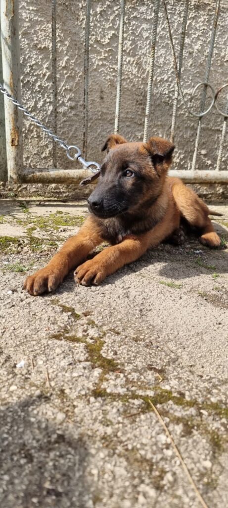 Cuccioli Pastore Belga Malinois consegna in tutta la Campania Napoli Salerno Caserta Avellino Benevento