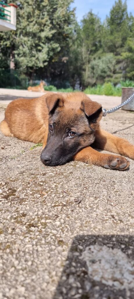 Cuccioli Pastore Belga Malinois consegna in tutta la Campania Napoli Salerno Caserta Avellino Benevento
