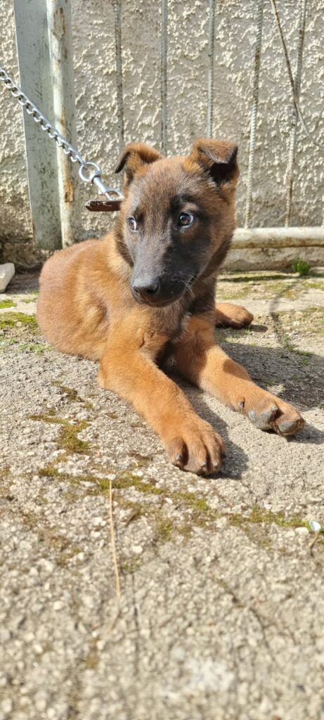 Cuccioli Pastore Belga Malinois consegna in tutta la Campania Napoli Salerno Caserta Avellino Benevento