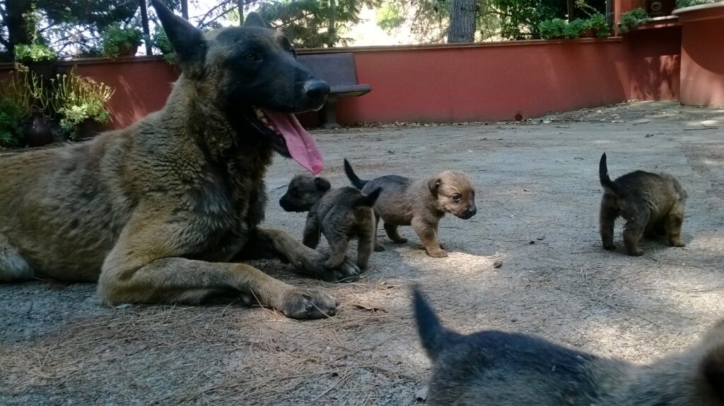 Cucciolata Pastore Belga Malinois Puglia Bari Taranto Lecce Foggia Brindisi