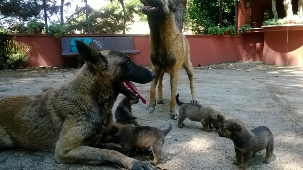 Cucciolata Pastore Belga Malinois Puglia Bari Taranto Lecce Foggia Brindisi