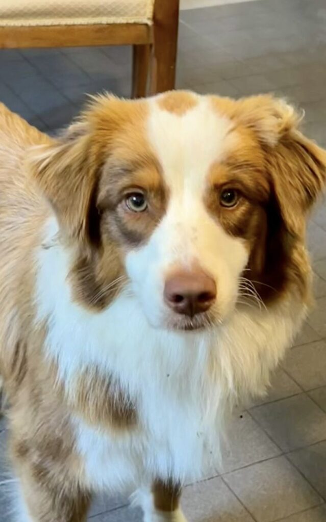 Cuccioli pastore australiano