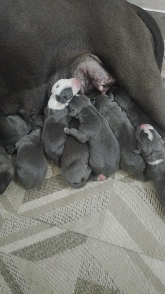 Cucciolata Amstaff Blu in Puglia Campania Calabria Basilicata