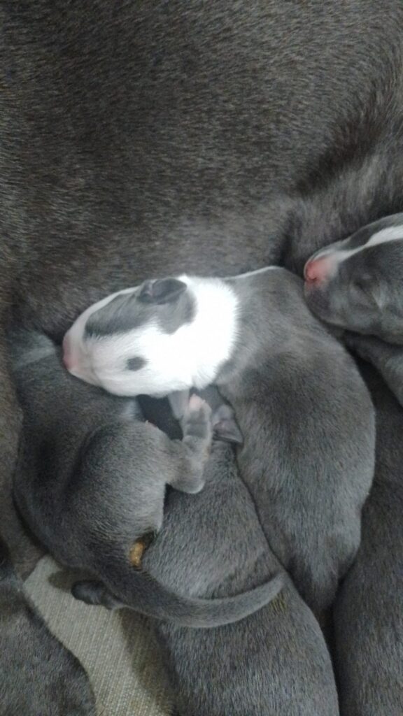 Cucciolata Amstaff Blu in Puglia Campania Calabria Basilicata