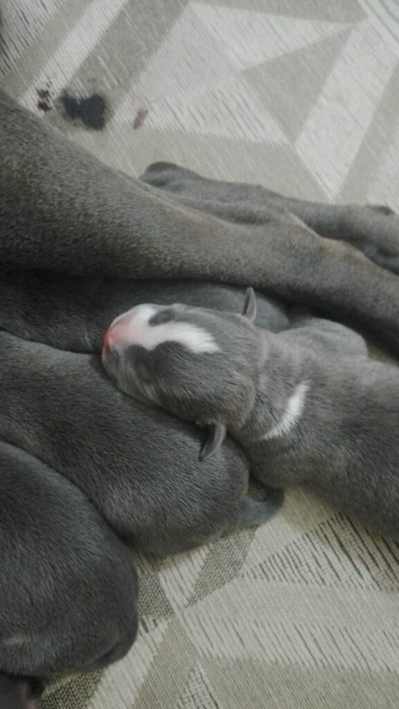 Cucciolata Amstaff Blu in Puglia Campania Calabria Basilicata