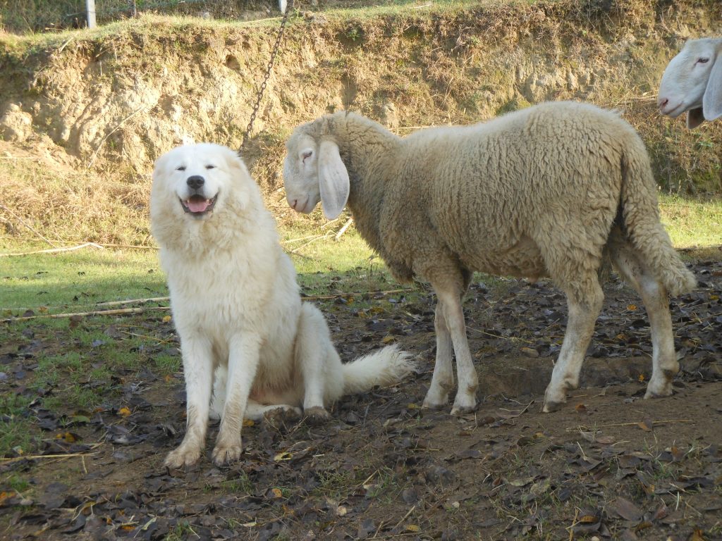 i guardiani del territorio