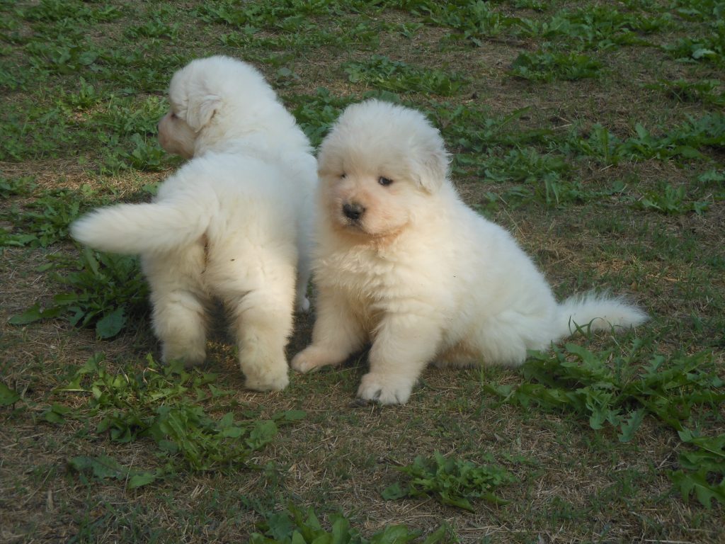 i guardiani del territorio