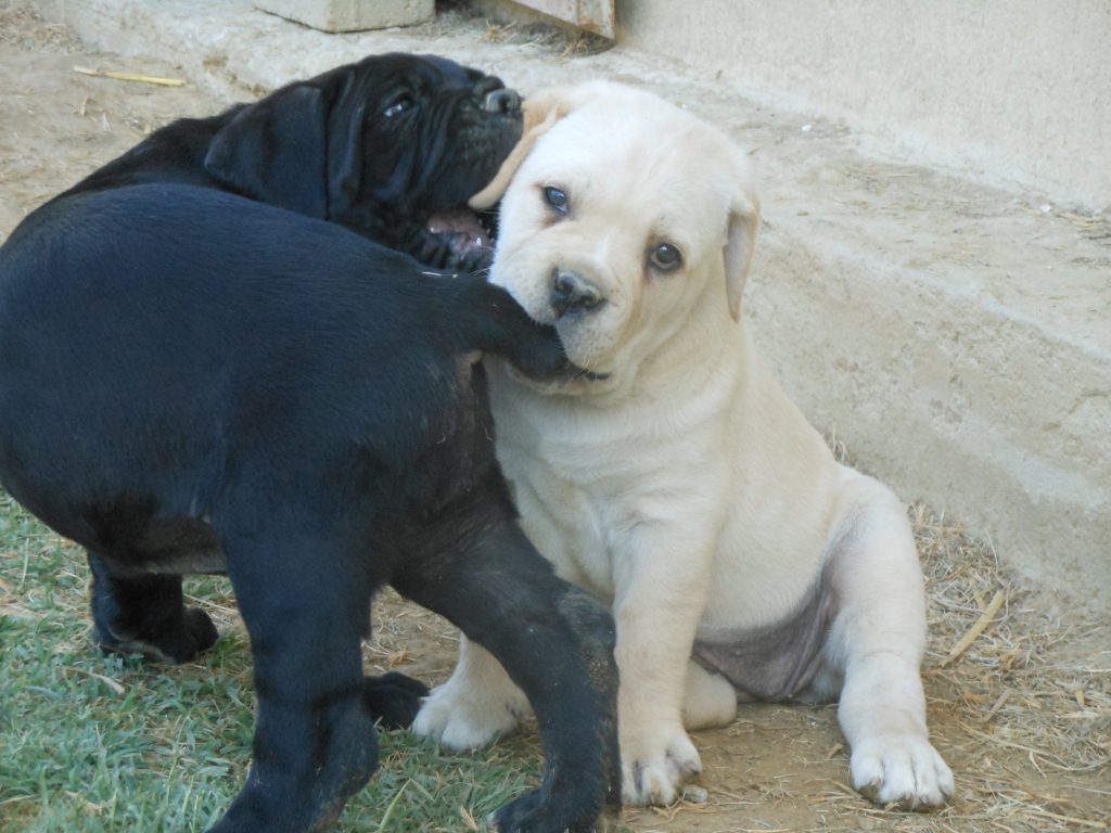 i guardiani del territorio
