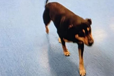 Aveva inseguito l'ambulanza fino all'ospedale: Diego riabbraccia il suo proprietario