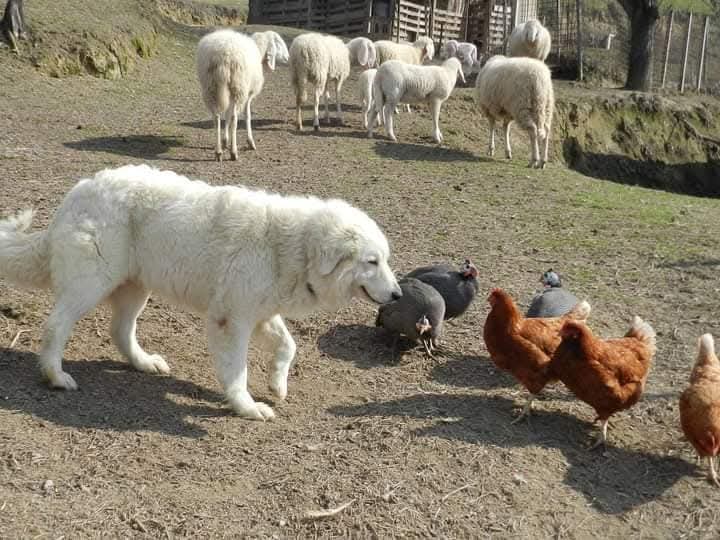 Spettacolari cuccioli di Pastore  Abruzzese