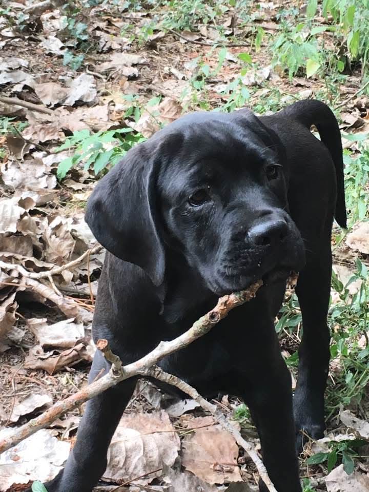 spettacolari cuccioli di Cane Corso