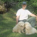 Spettacolari cuccioli di Pastore  Abruzzese