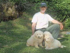 Spettacolari cuccioli di Pastore  Abruzzese