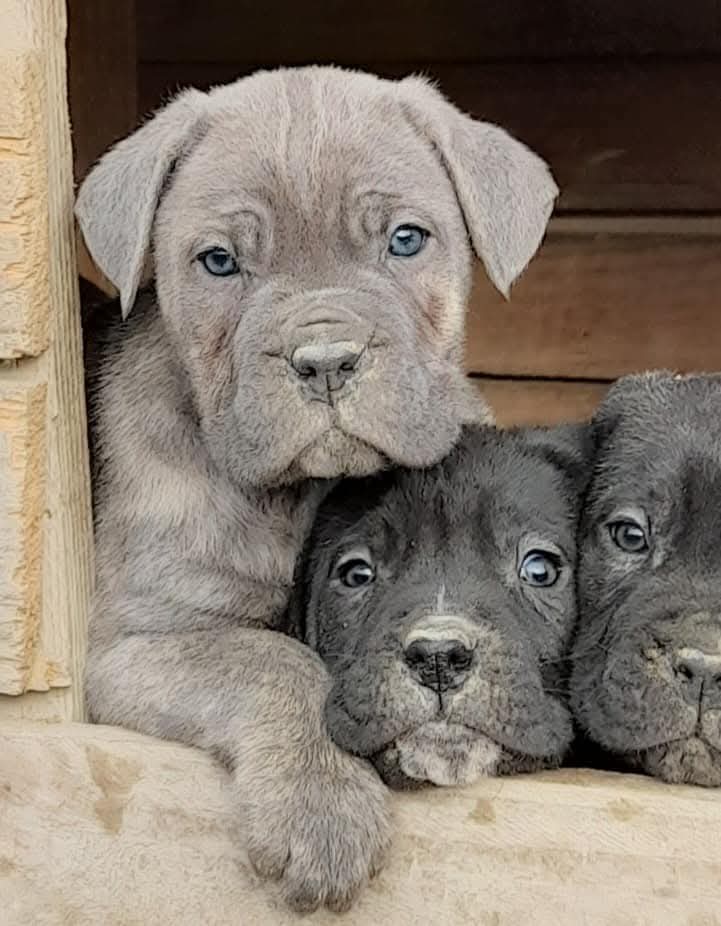 spettacolari cuccioli di Cane Corso