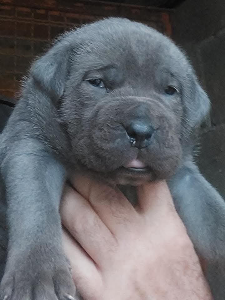 i guardiani del territorio