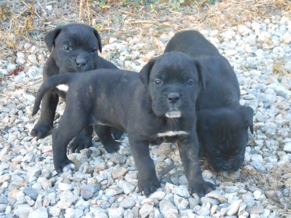 spettacolari cuccioli di Cane Corso