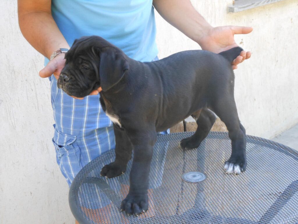 spettacolari cuccioli di Cane Corso