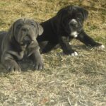 spettacolari cuccioli di Cane Corso
