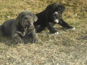 spettacolari cuccioli di Cane Corso