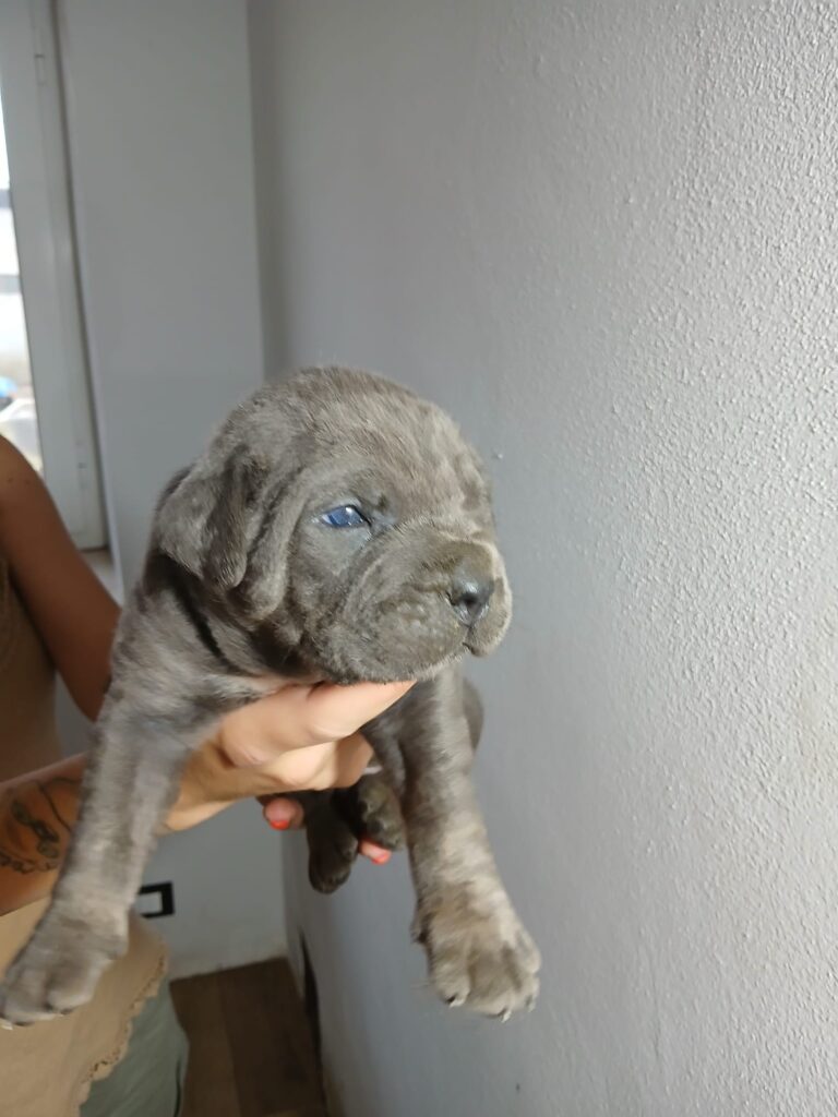 spettacolari cuccioli di Cane Corso