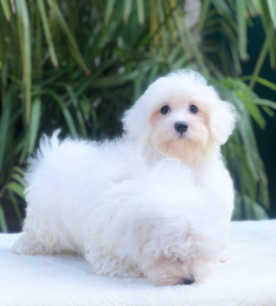 Maltese