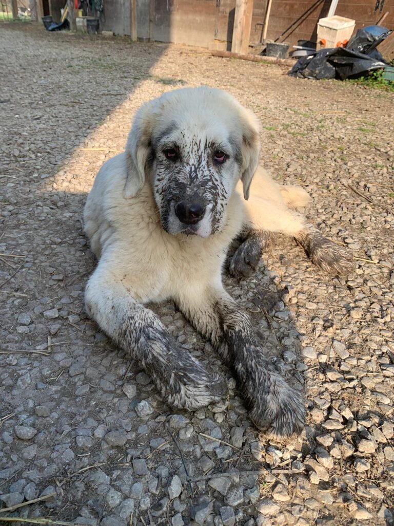 Pastore Asia Centrale