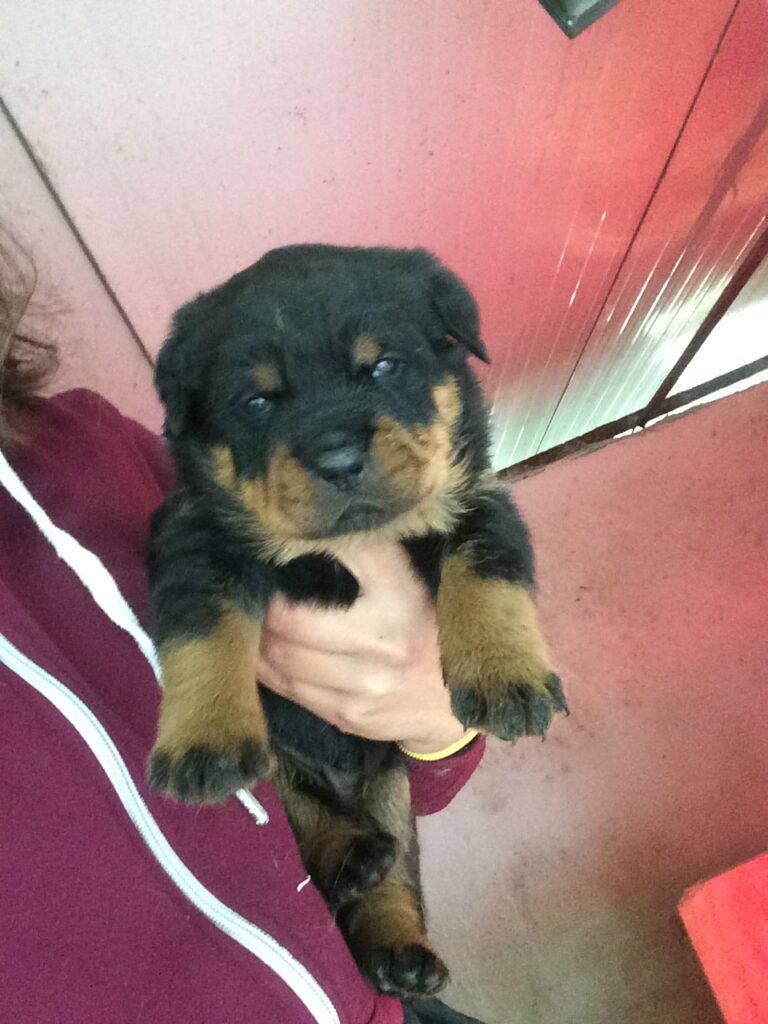 ULTIME CUCCIOLE DISPONIBILI IN ALLEVAMENTO