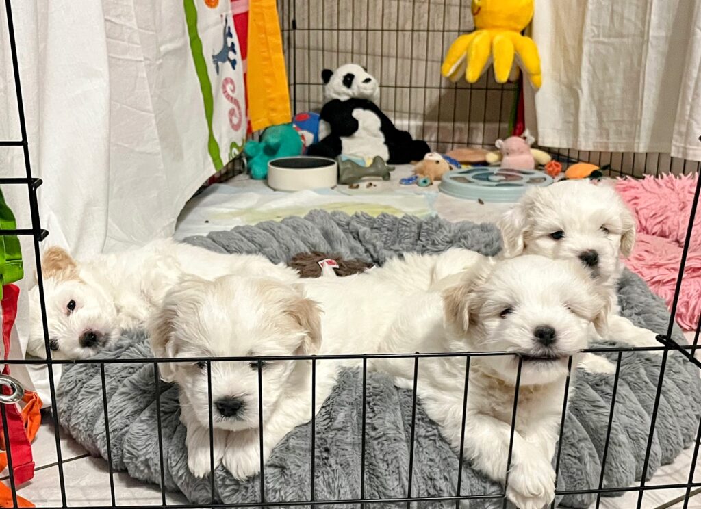 batuffoli di Coton de tulear disponibili