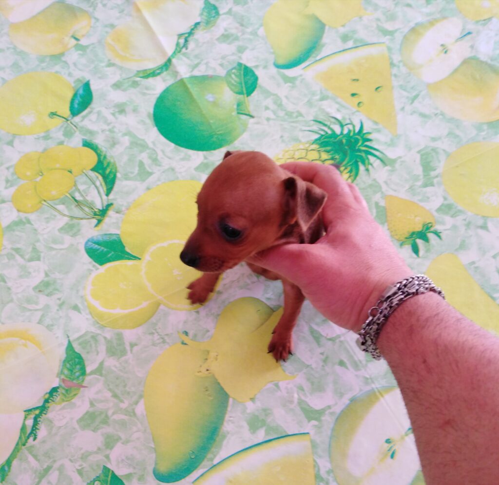 Pinscher nani toy super cuccioli taglia piccola