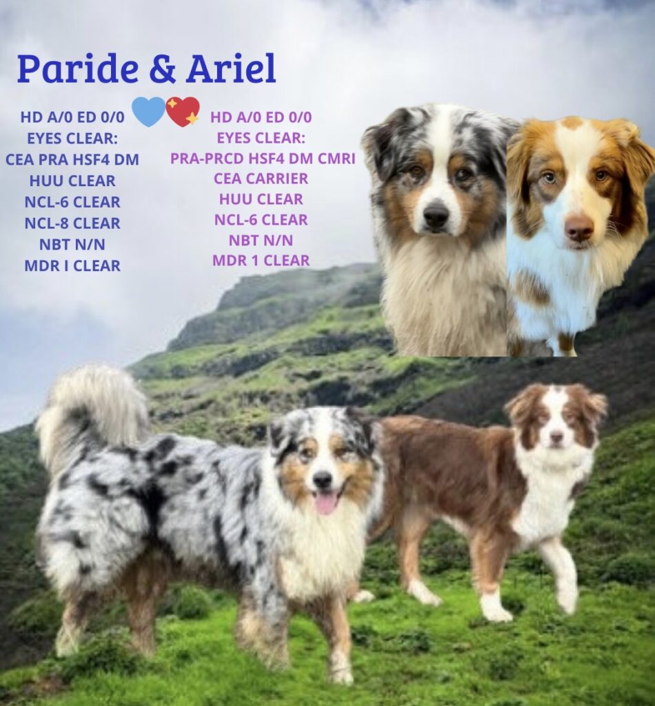 Cuccioli pastore australiano