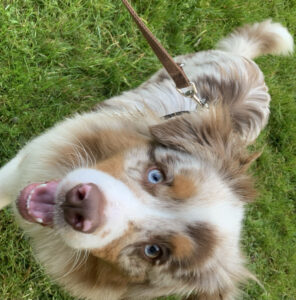 Cucciolo Australian 7 mesi con Pedigree