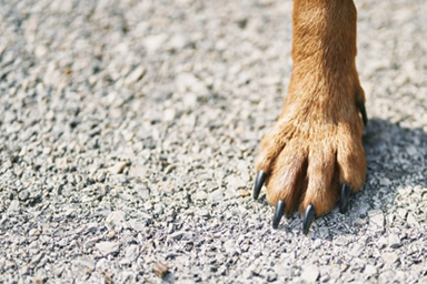 Cane rimane incastrato sotto l'auto: salvato dalla Polizia