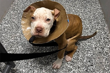 Abbandonato in un contenitore sigillato: la storia del cane Kenji