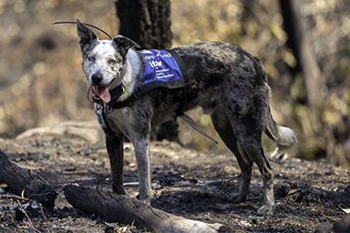 Per anni ha salvato koala dalle fiamme: il cane Bear va in pensione