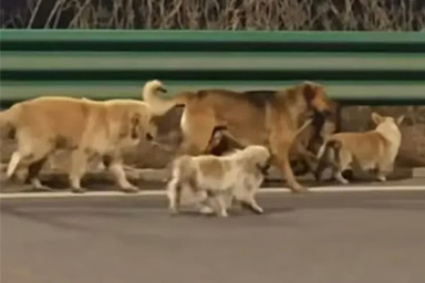 Fuggono dal camion e ritornano insieme a casa: ecco come 7 cani si sono salvati dal mercato della carne