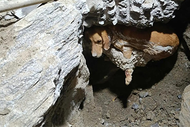 Rimane bloccato nel cemento, il salvataggio del cane Paris