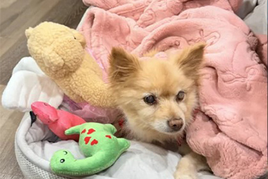 Sparito nel nulla, il cane Sparkles riabbraccia la sua famiglia dopo 12 anni