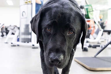 “Ha una bassa motivazione al lavoro”, ma oggi il cane Marcus conforta i malati oncologici