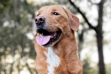 Ceto, il cane che con il suo comportamento ha svelato il cancro al seno della sua umana