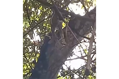 Cane intrappolato in cima a un albero: salvato