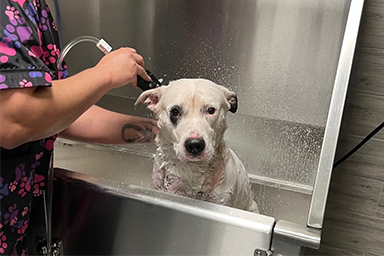 Il salvataggio di Sweetie, intrappolata nell'acqua tra rovi e fango