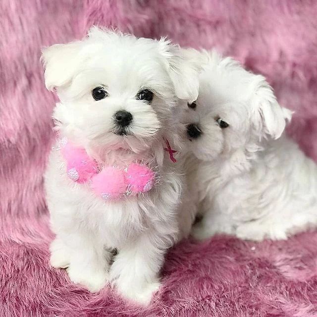 Cuccioli di Maltese