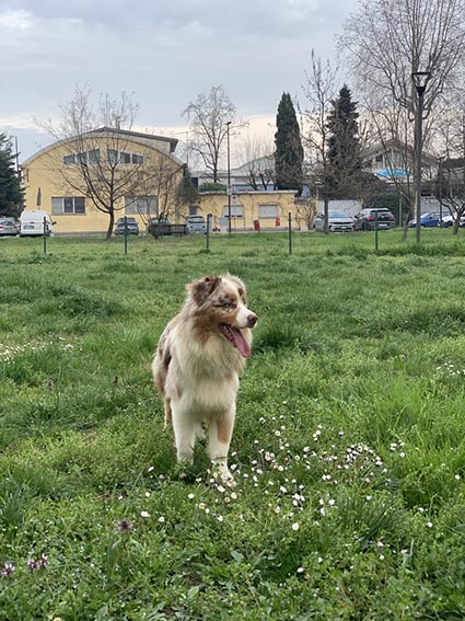 Cucciolo Australian 7 mesi con Pedigree