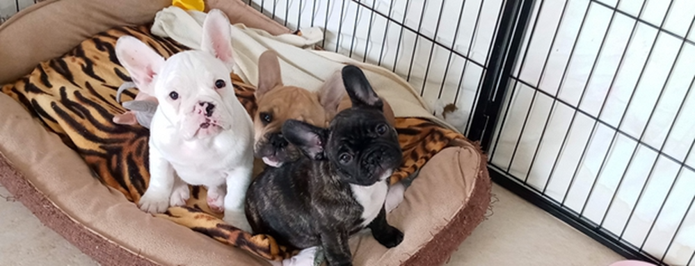 Bouledogue Francese: Meravigliosi Cuccioli Disponibili