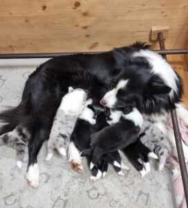 Bellissimi Border Collie
