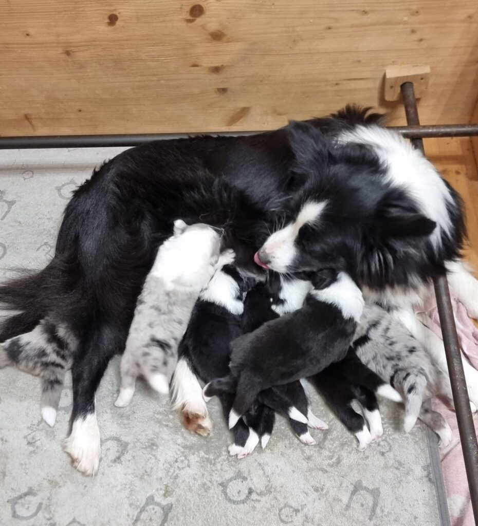 Bellissimi Border Collie